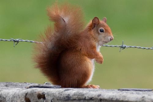 Red Squirrel